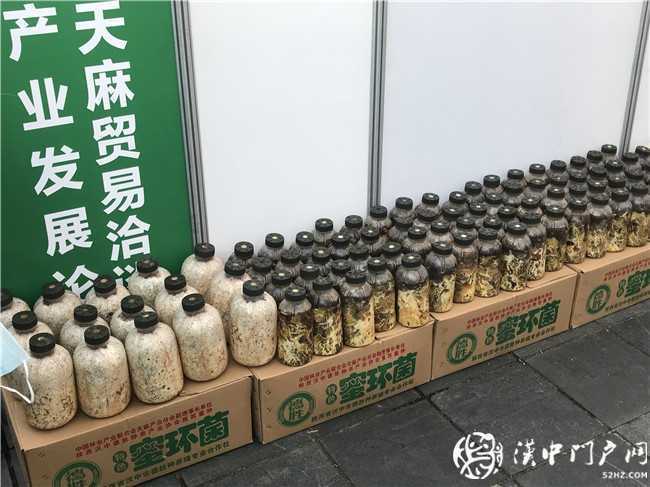 寧強縣第三屆天麻貿易洽談會暨天麻產業發展論壇今日開幕！
