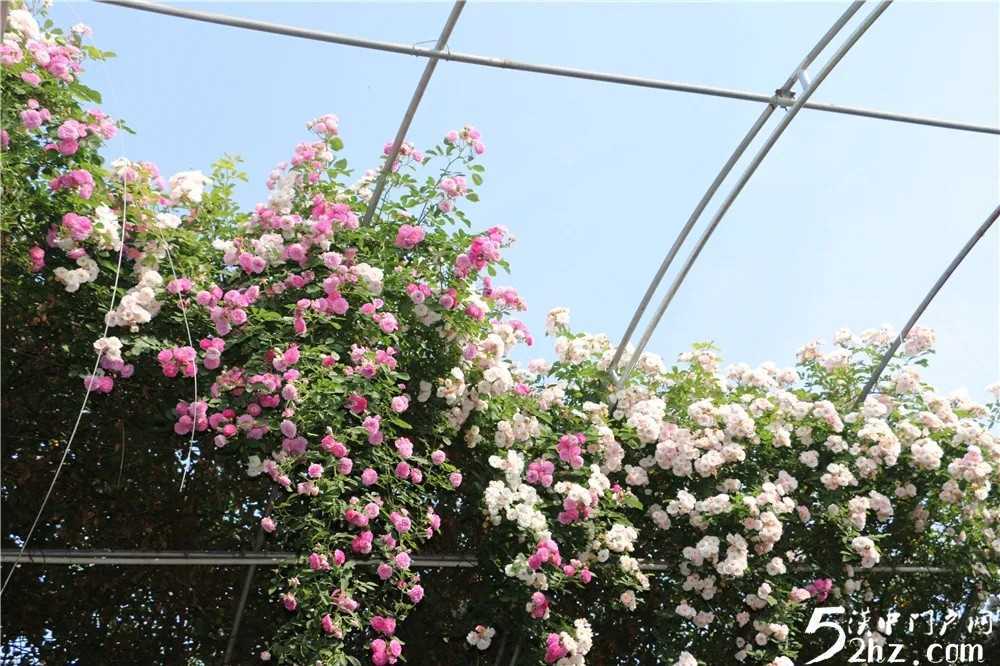 薔薇花開！最美的風景，都在來這里的路上！