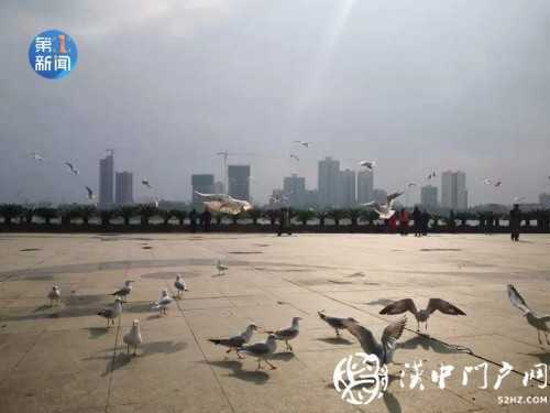 漢江面漂有白色“污染物” ？官方回應！