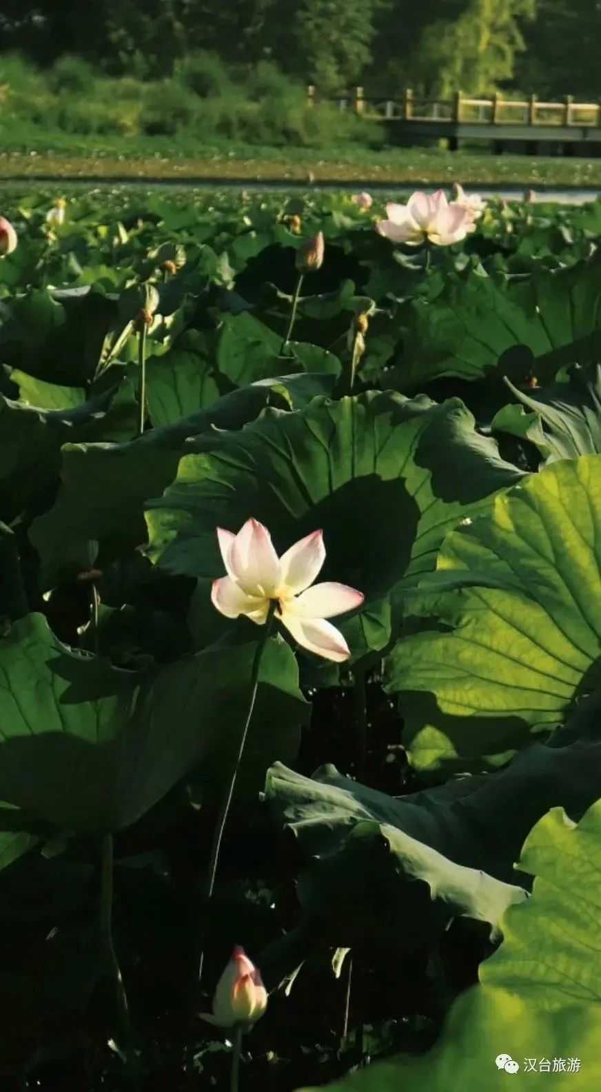 2022漢臺(tái)美景合集，今天帶你一次看完！