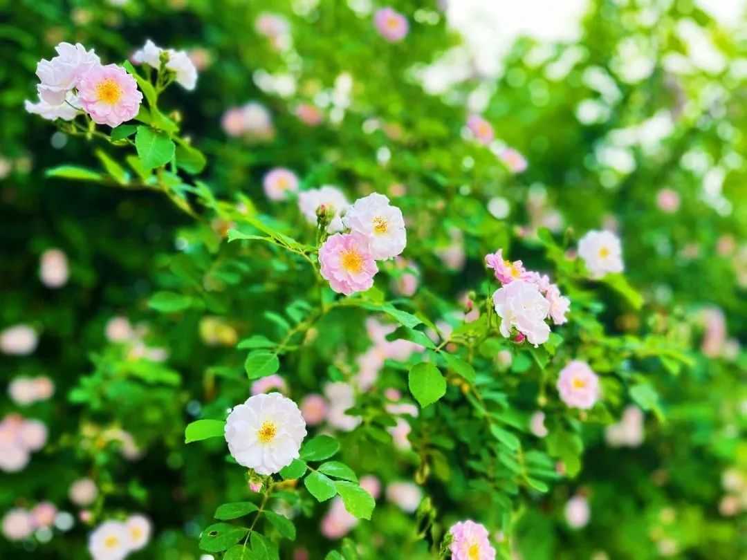 顏值滿分，漢中這里的薔薇花開啦
