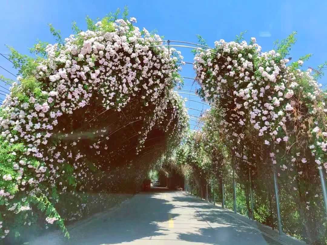 顏值滿分，漢中這里的薔薇花開啦