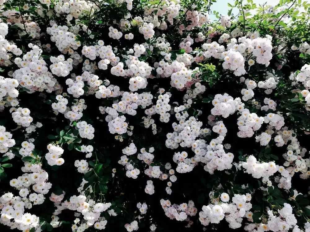 顏值滿分，漢中這里的薔薇花開啦