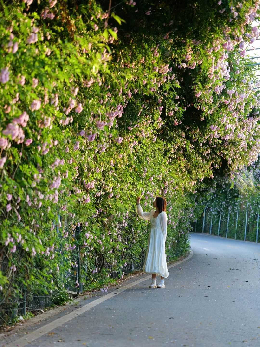 顏值滿分，漢中這里的薔薇花開啦