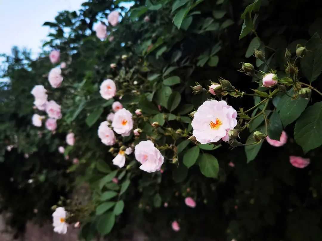 顏值滿分，漢中這里的薔薇花開啦