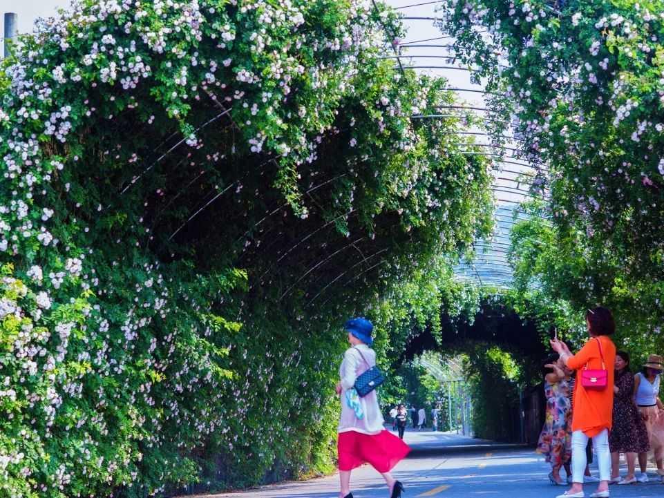 顏值滿分，漢中這里的薔薇花開啦