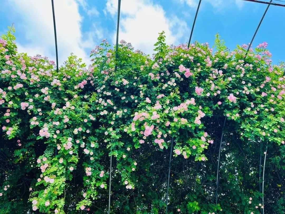 顏值滿分，漢中這里的薔薇花開啦