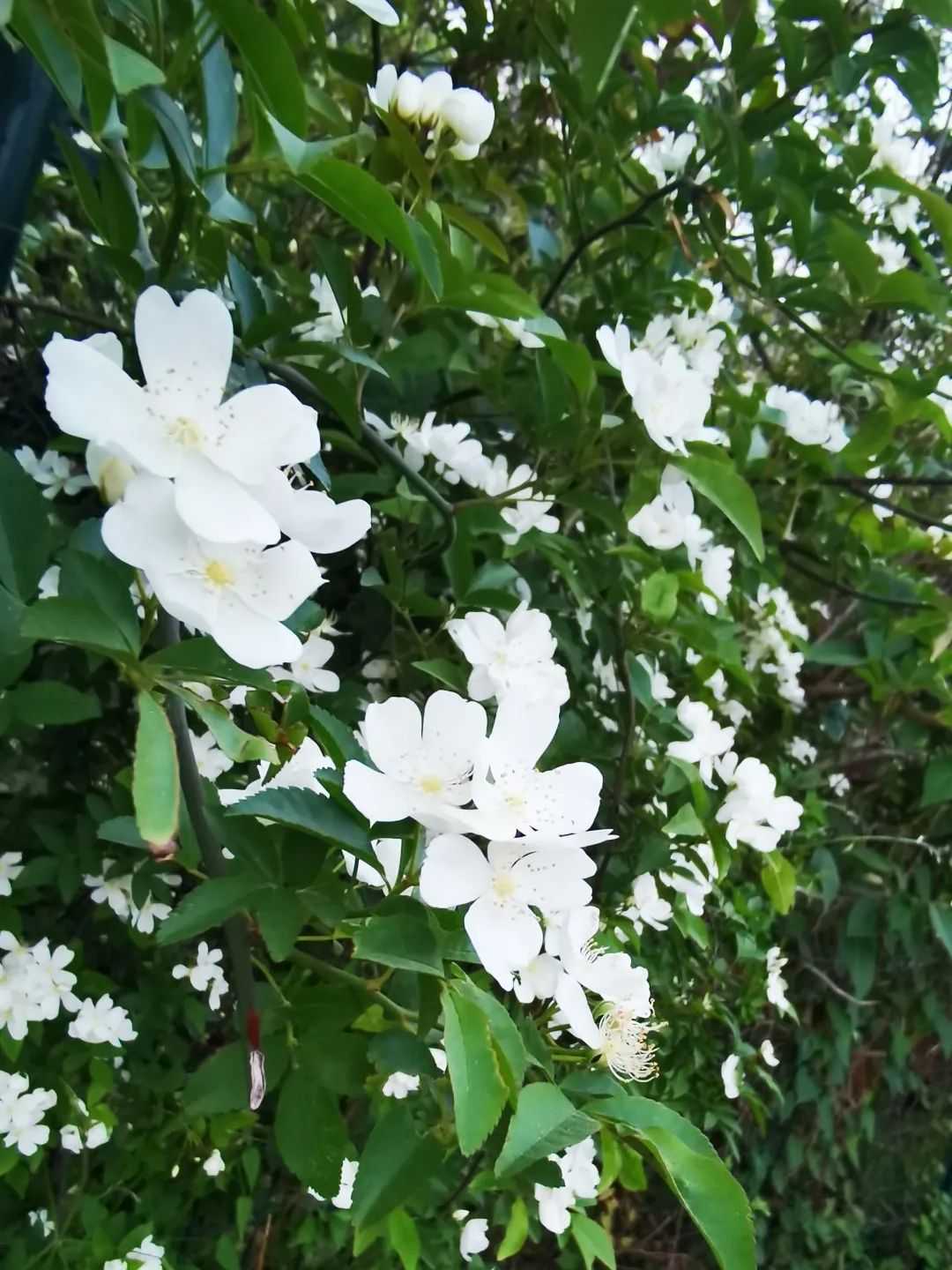 顏值滿分，漢中這里的薔薇花開啦