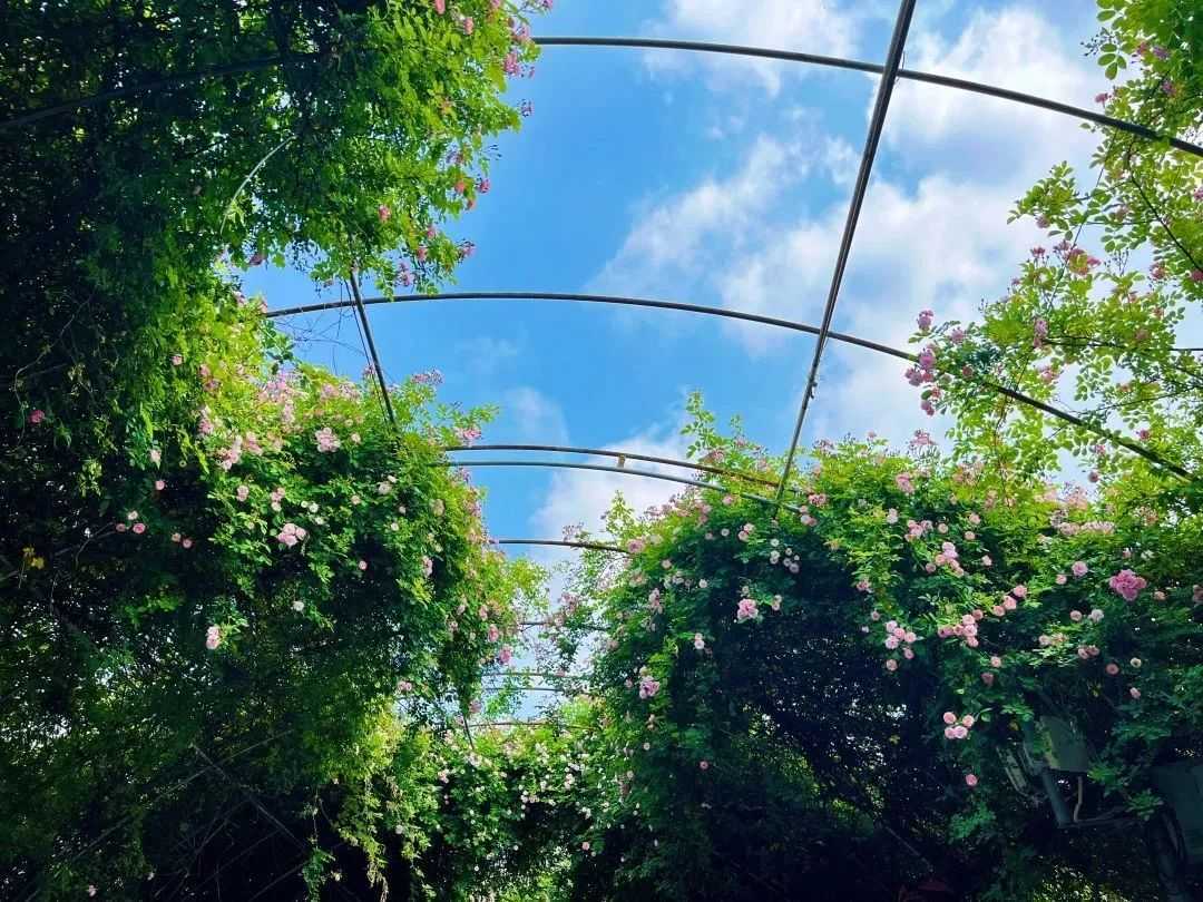 顏值滿分，漢中這里的薔薇花開啦