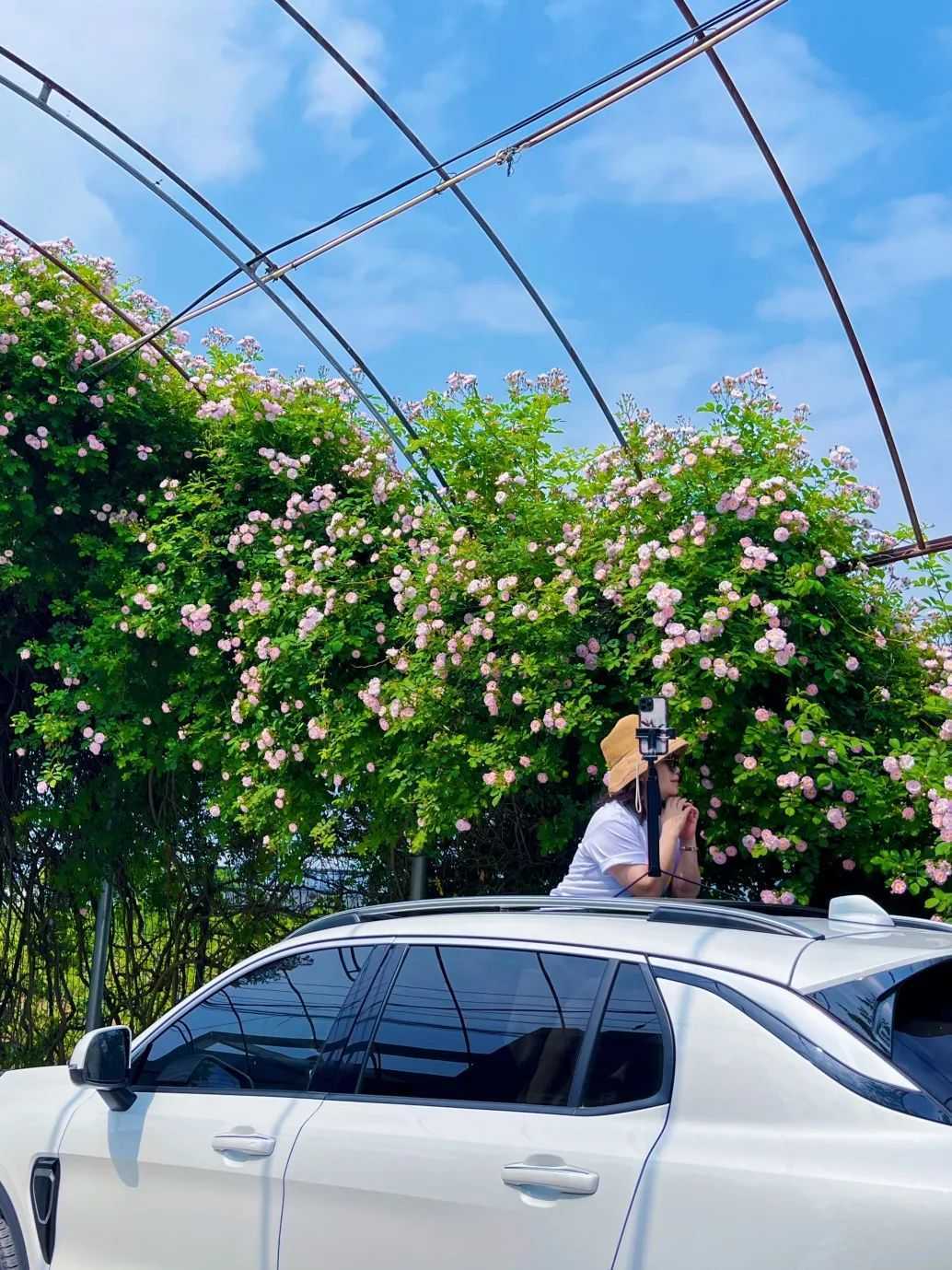 顏值滿分，漢中這里的薔薇花開啦