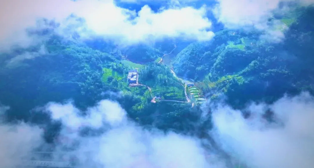 茶旅新地標！楮溪源景區帶你開啟茶旅融合新體驗！