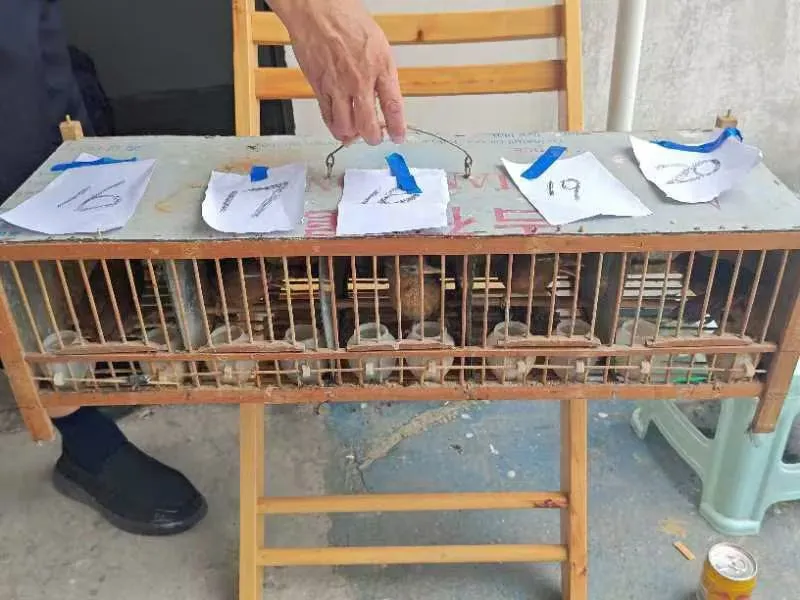 漢中一男子非法捕獲大量國家二級保護動物