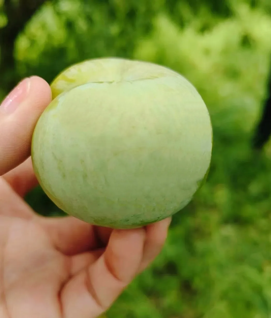助農(nóng)促銷 | 又大又甜 漢臺(tái)區(qū)漢王鎮(zhèn)紅星村蜂糖李成熟啦！