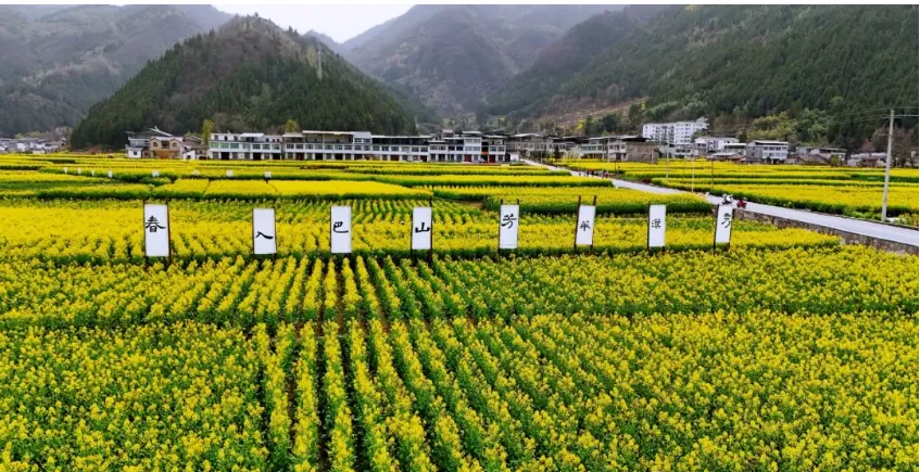 清明打卡黎壩，看《風起巴山》，賞限定花海