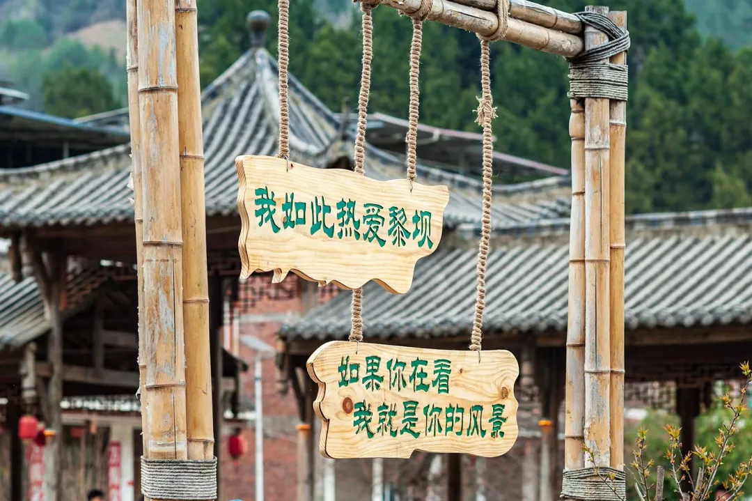 清明打卡黎壩，看《風起巴山》，賞限定花海