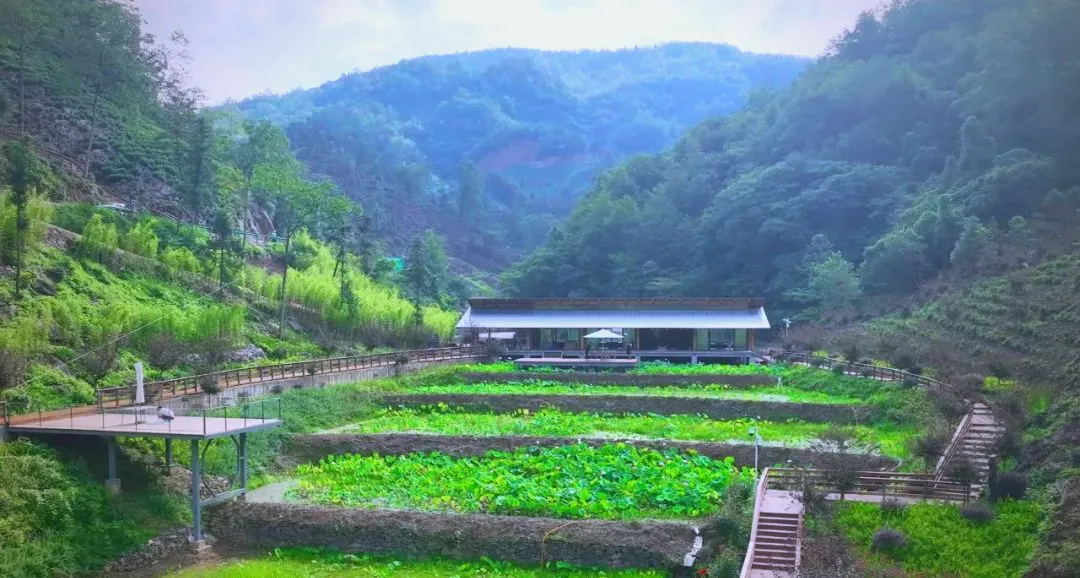 茶旅新地標！楮溪源景區帶你開啟茶旅融合新體驗！