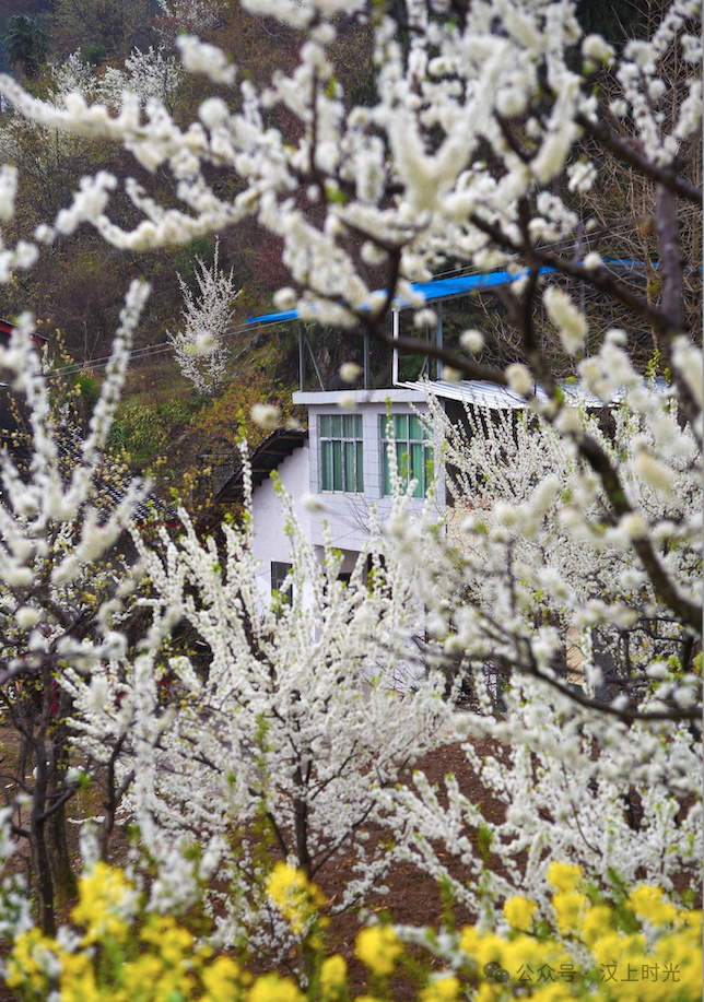 鎮巴春日盛宴旅游攻略，讓這個春天不留遺憾！