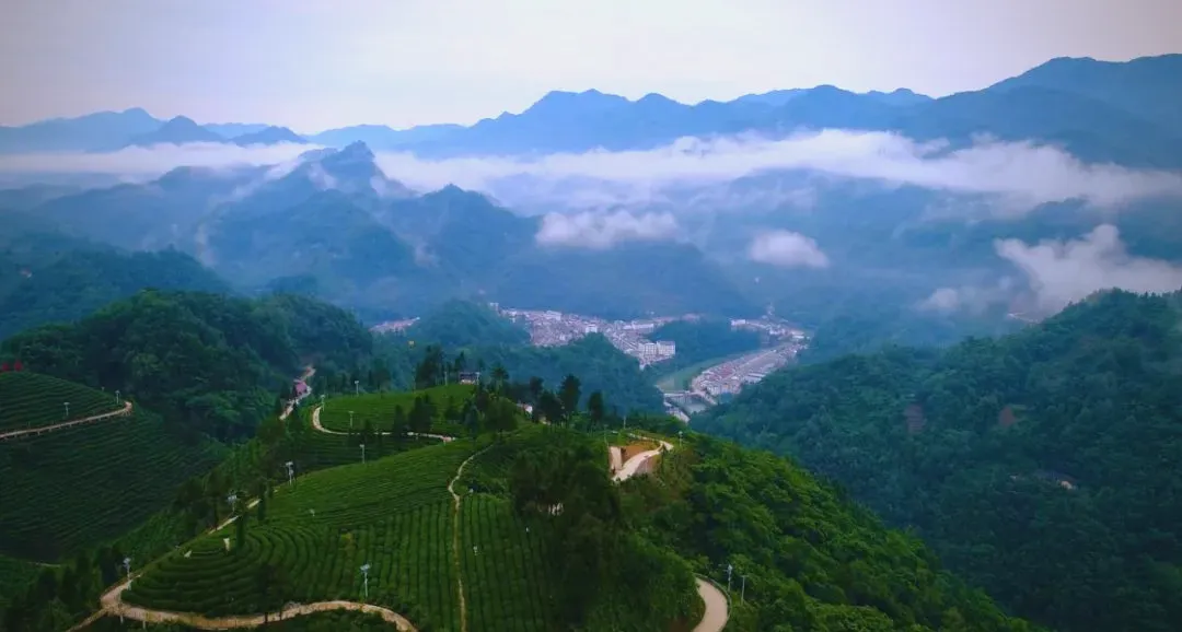 茶旅新地標！楮溪源景區帶你開啟茶旅融合新體驗！