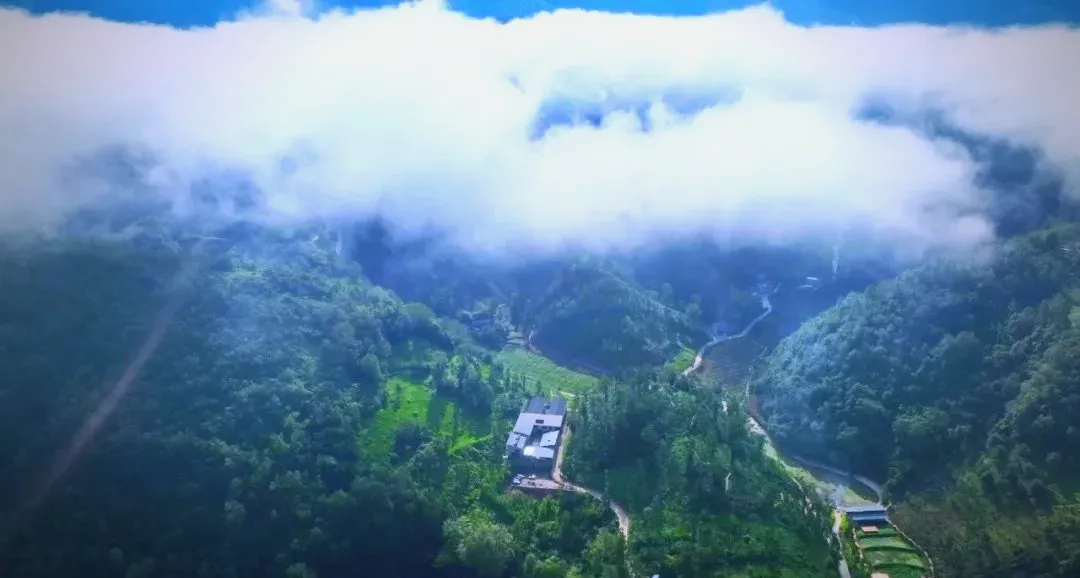 茶旅新地標！楮溪源景區帶你開啟茶旅融合新體驗！