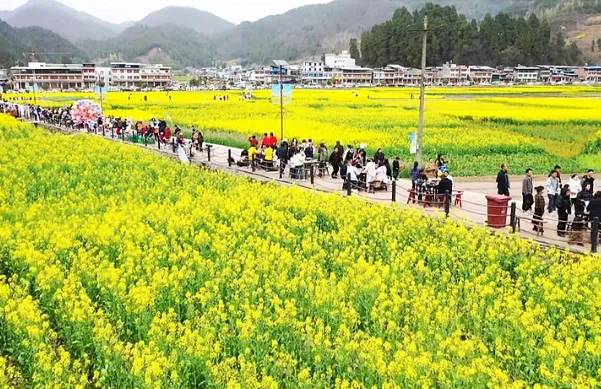 清明打卡黎壩，看《風起巴山》，賞限定花海