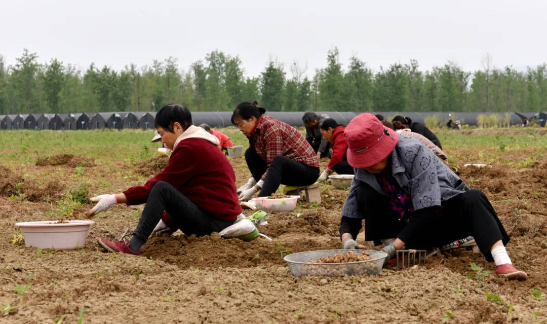 城固縣舉行“元胡之鄉·城固——第二屆元胡集中采挖交易暨現代農業產業鏈招商專題推介活動”