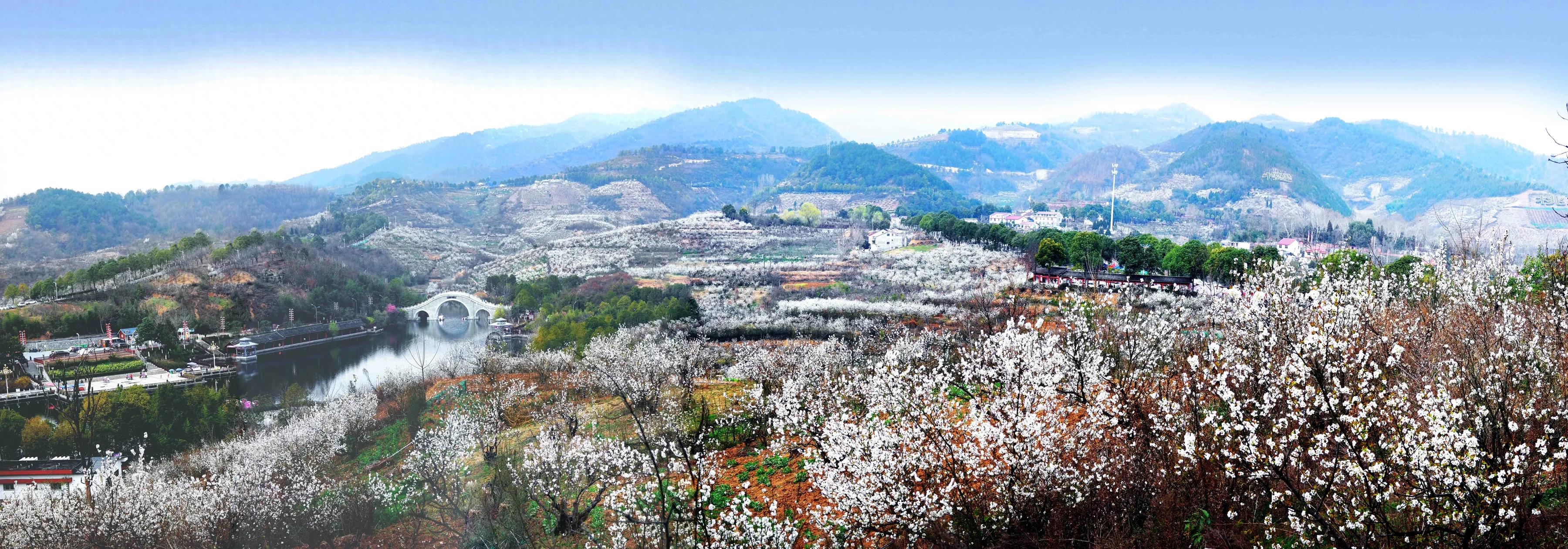 西鄉櫻桃花海盛放 踏青采風活動啟幕