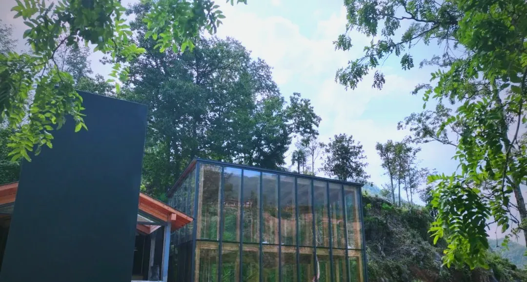 茶旅新地標！楮溪源景區帶你開啟茶旅融合新體驗！