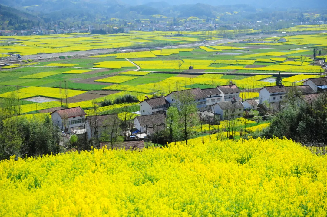 賞花海，觀馬術(shù)！3月，漢中等你！