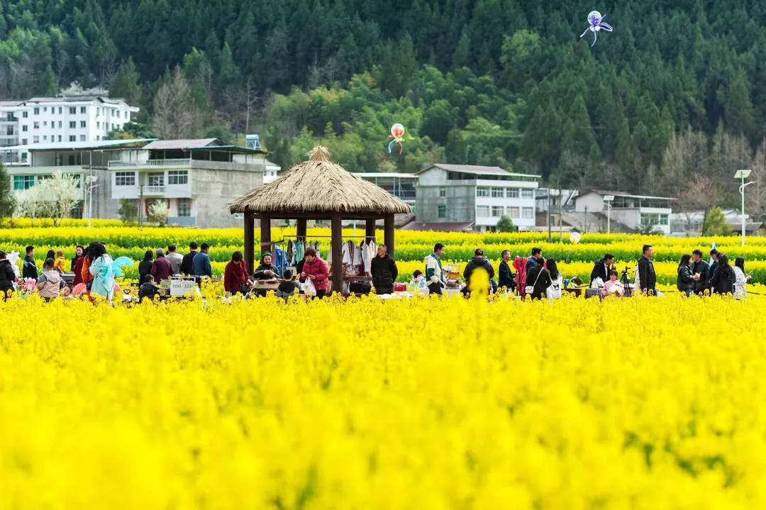 清明打卡黎壩，看《風起巴山》，賞限定花海
