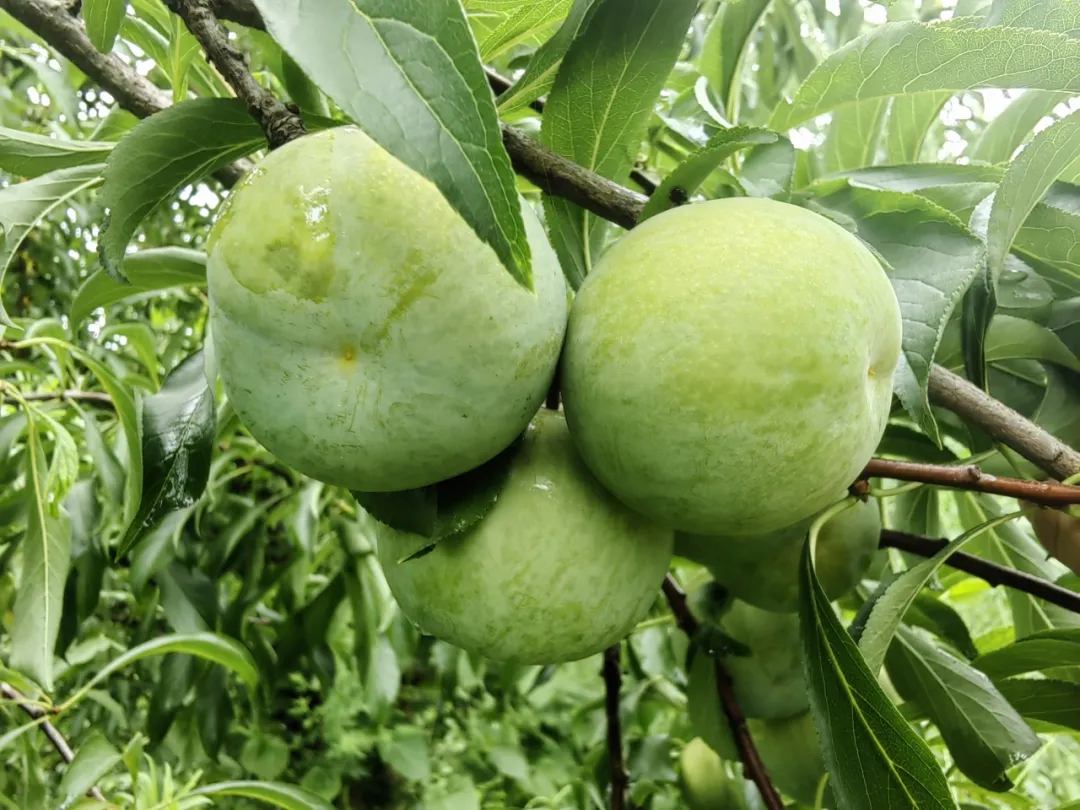 助農(nóng)促銷 | 又大又甜 漢臺(tái)區(qū)漢王鎮(zhèn)紅星村蜂糖李成熟啦！