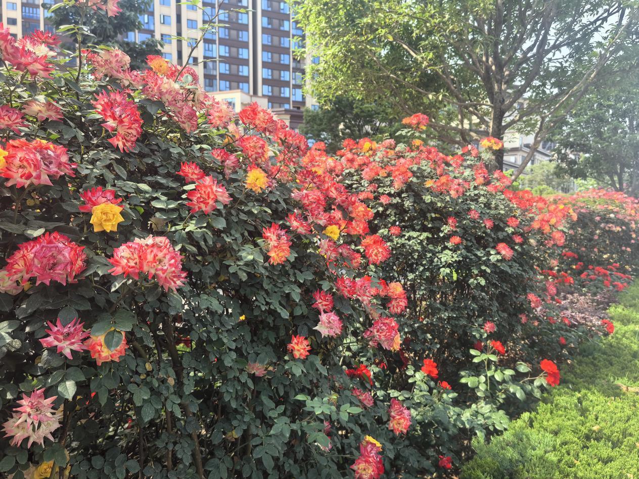 “花”點時間游漢臺，這個“五一”美不勝收