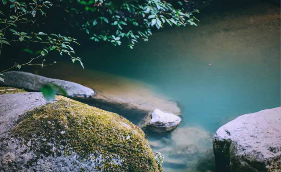 茶旅新地標！楮溪源景區帶你開啟茶旅融合新體驗！